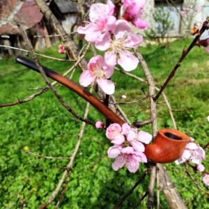 pipe florale